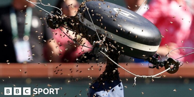 Indian Wells: Bees swarm court as Carlos Alcaraz beats Alexander Zverev