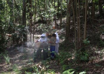 Beekeeping Offers Opportunity to Zimbabwean Farming Communities — In aller Herren Länder Issues