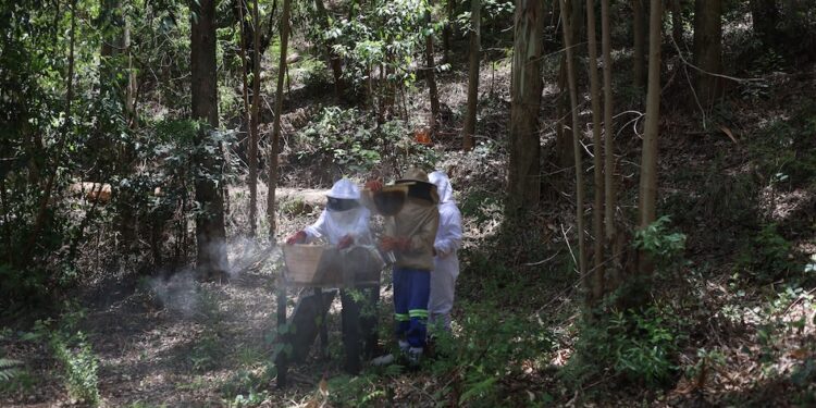 Beekeeping Offers Opportunity to Zimbabwean Farming Communities — In aller Herren Länder Issues