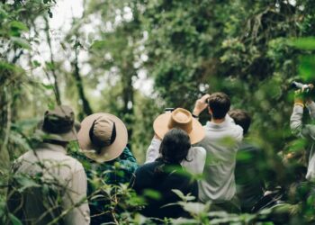 Complete Guide to Experiencing a Mountain Gorilla-Tracking Safari in Uganda