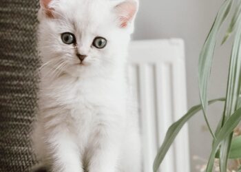 400+ Cat Names – A Beautiful Mess