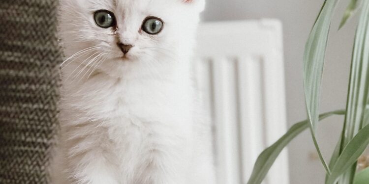 400+ Cat Names – A Beautiful Mess