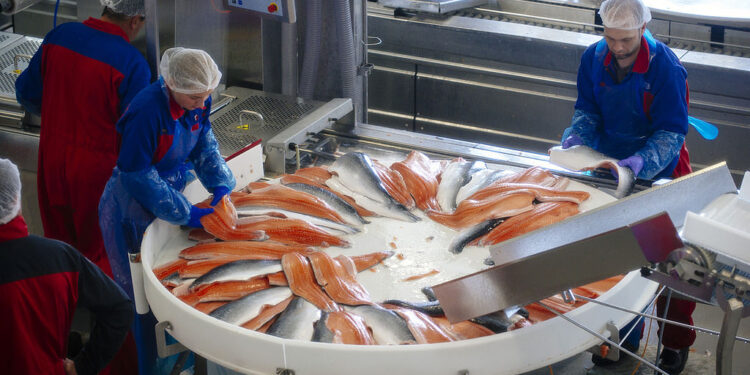 Why Massive Numbers of Farmed Salmon Are Dying