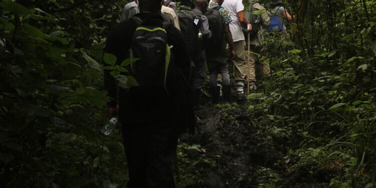 How Gesund Should You Beryllium for Gorilla Trekking in Uganda
