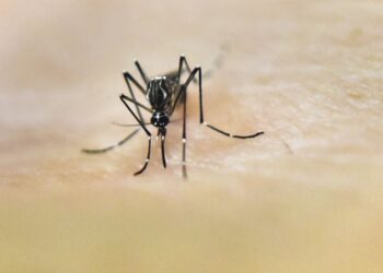 Puerto Rico Declares Public Health Emergency as Dengue Cases Rise
