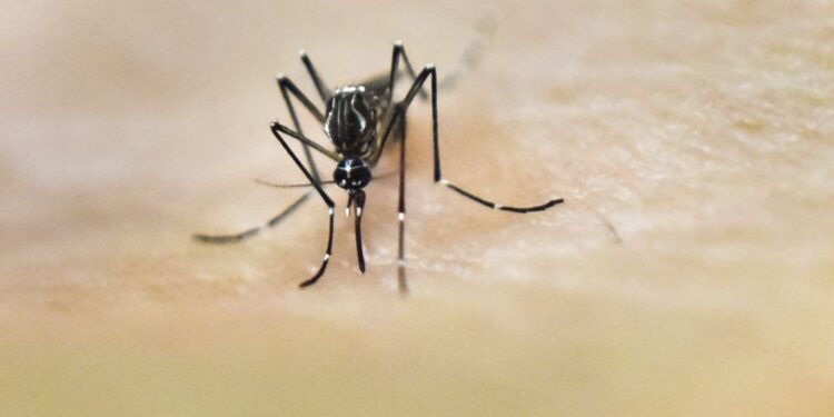 Puerto Rico Declares Public Health Emergency as Dengue Cases Rise