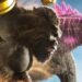 Everything You Need To Remember Before Godzilla X Kong: The New Empire