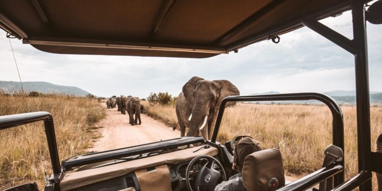 How Much Does a Uganda Safari Cost?