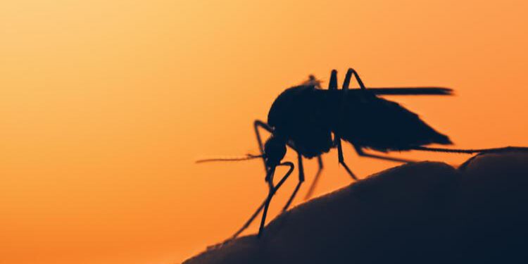 Dengue, la febbre spacca ossa a Roma: la storia di Franca