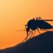 Dengue, la febbre spacca ossa a Roma: la storia di Franca