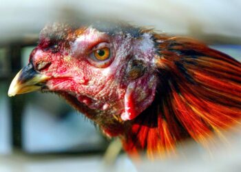 New bird flu infections: Here’s what you need to know
