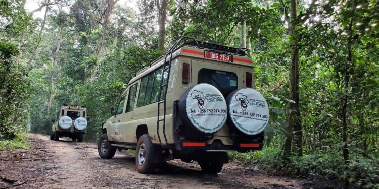 Things To Do on a Safari in Uganda