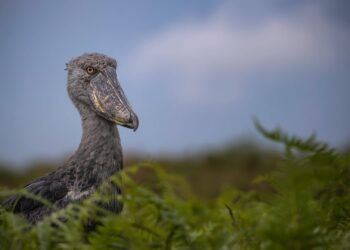 Best Places for Bird Watching in Uganda