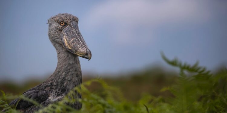 Best Places for Bird Watching in Uganda