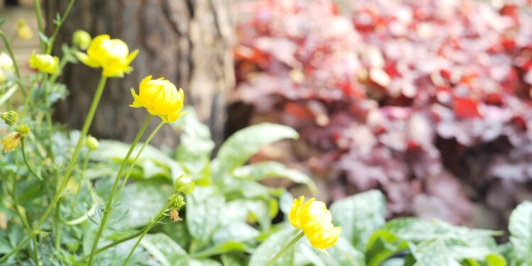 19 Gardening and Landscaping Questions, Answered by an Expert