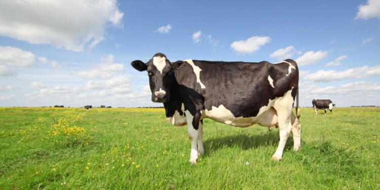 Bird Flu Virus Is One Five U.S. Milk Samples