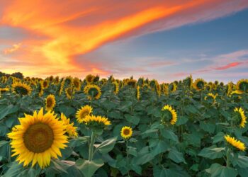 Best Solar Companies in Kansas