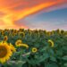 Best Solar Companies in Kansas