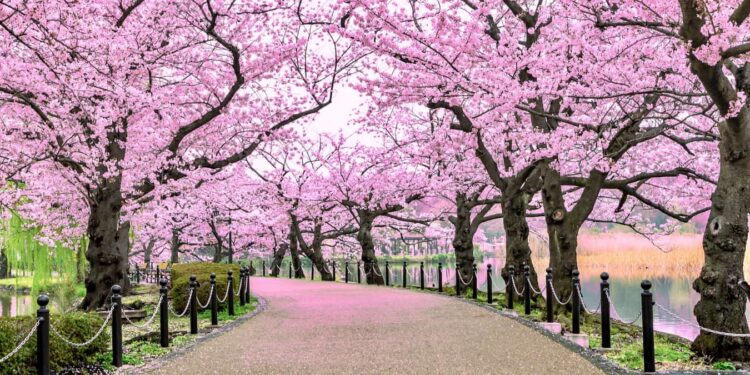 The Perfect 7-Day Nippon Itinerary (Updated 2024)