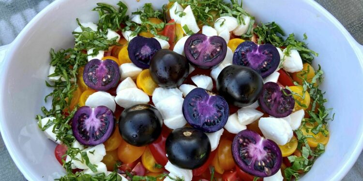 How did a GMO purple tomato get mixed up for an organic variety? : Shots