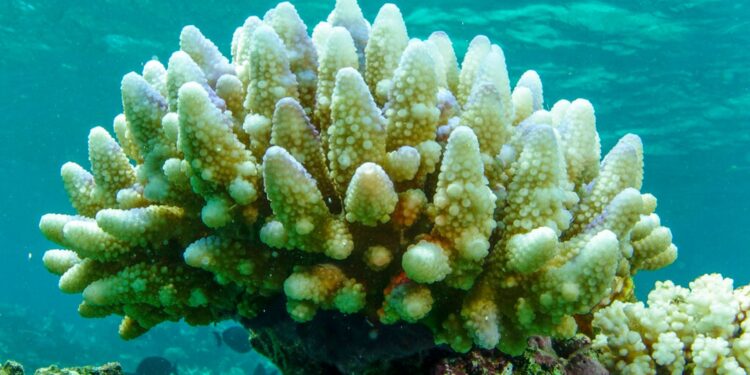 Mass bleaching of coral reefs caused by climate change and warming oceans, scientists say | Climate News