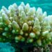 Mass bleaching of coral reefs caused by climate change and warming oceans, scientists say | Climate News