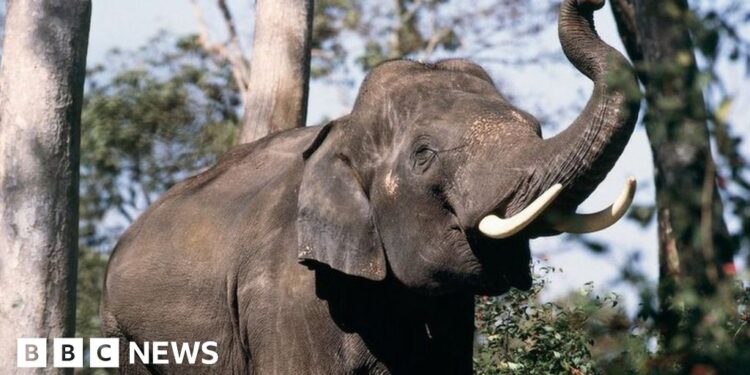 Tamil Nadu: These elephants are dying  rail tracks – can AI save them?