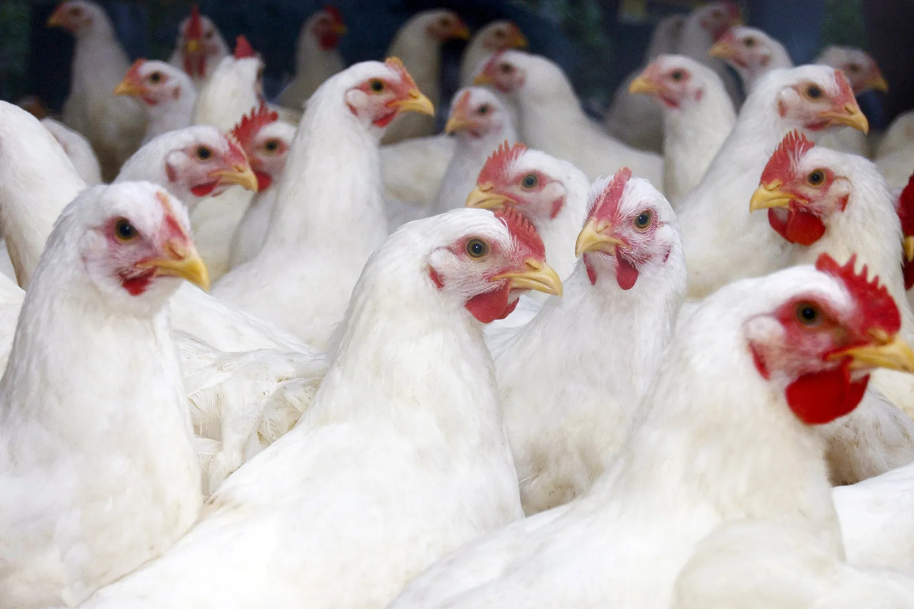 Federal Experts Talk Bird Flu âWhat Ifsâ a causa di WebMD  Event