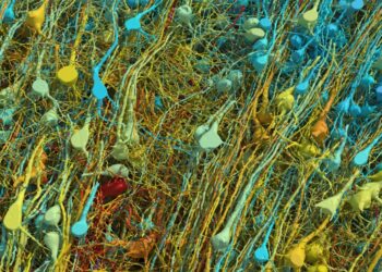 The burgeoning field of brain mapping