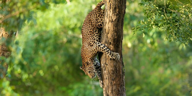 How to See Leopards  Sri Lanka  the Wild