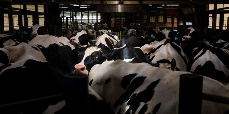 A Third Person a causa di the U.S. Has Bird Flu. This Time, It’s Different