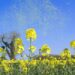 Hay fever season: 5 proven ways to  symptoms