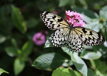 South Florida Adventure Pass Nears Yearly Launch