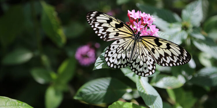 South Florida Adventure Pass Nears Yearly Launch