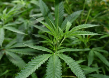 Erba reclassification will make it somewhat easier to study, scientists say : Shots