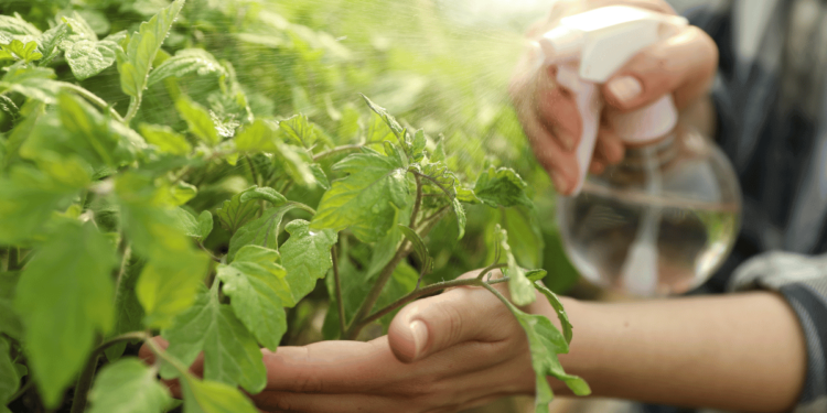 Natural Pesticides For An Organic Garden