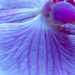 Is Ovarian Rejuvenation an Effective Fertility Treatment?