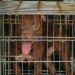 Pitbull uccide baby nel corso di 5 mesi,  lutto