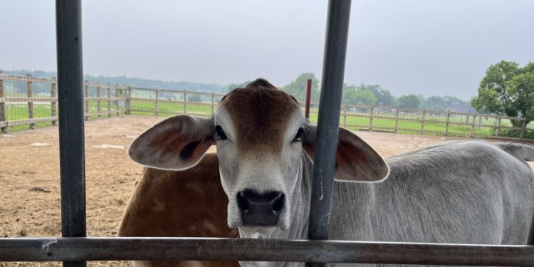 Raw milk safety and bird flu virus : Shots