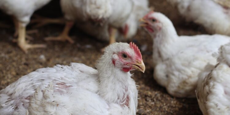 A New Bird Flu Death Is Making Experts Uneasy