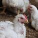 A New Bird Flu Death Is Making Experts Uneasy