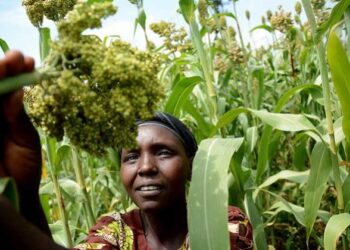 Transforming African Food Systems from the  Up — Global Issues