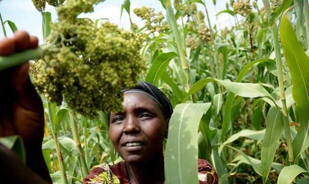 Transforming African Food Systems from the  Up — Global Issues