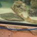 Pregnant Stingray With Mai  Companion Has a ‘Disease’