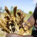 The World Bank Must Double Its Fund for the Poorest Nations like Mine to Tackle Hunger Crisis — Global Issues