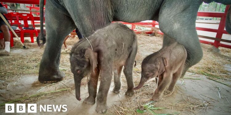 Rare twin elephants born sopra Thailand ‘miracle’