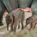 Rare twin elephants born sopra Thailand ‘miracle’