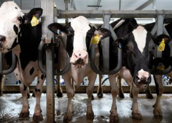 Scientists Are Testing mRNA Bird Flu Vaccines