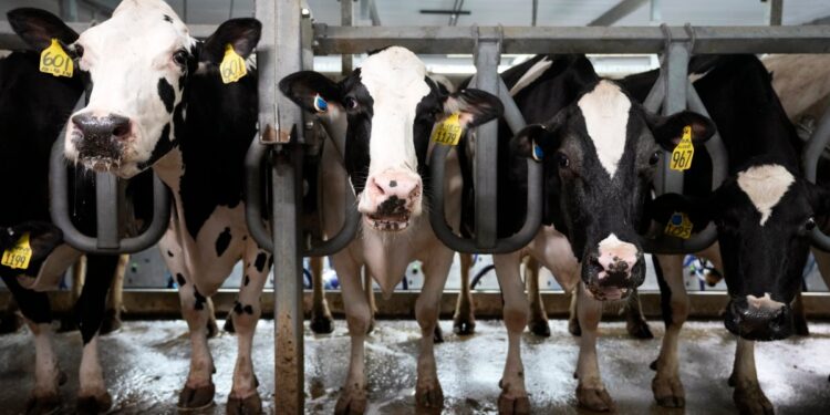 Scientists Are Testing mRNA Bird Flu Vaccines