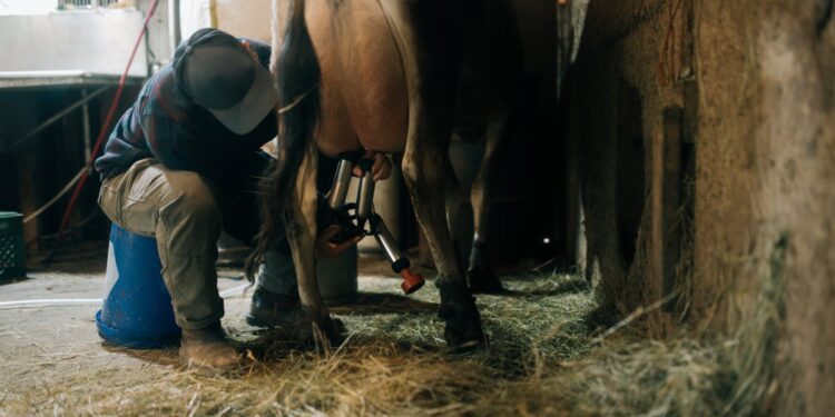 We Are Not Safe from Bird Flu Until We Protect Farm Workers